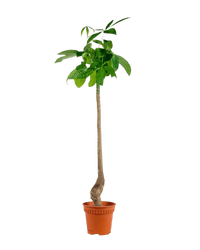 Bottle - Trunk Money Tree - Potted plant - POTT - BOTT - GRW - 6304 - Tumbleweed Plants - Online Plant Delivery Singapore