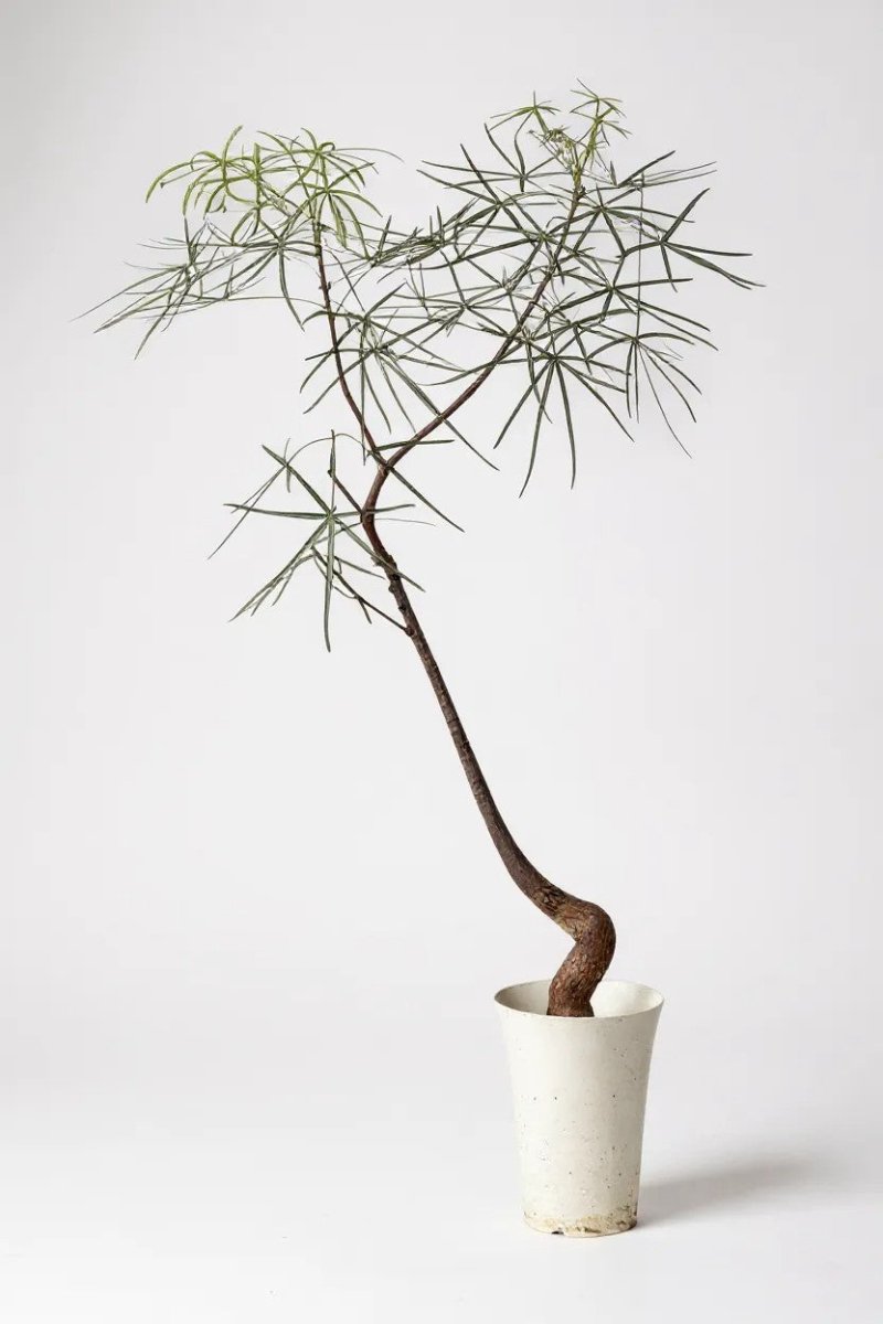 Bottle Tree Large (Brachychiton Rupestris) - Potted plant - GIFT - BOTT - GRW - 5164 - Tumbleweed Plants - Online Plant Delivery Singapore