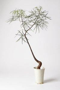 Bottle Tree Large (Brachychiton Rupestris) - Potted plant - GIFT - BOTT - GRW - 5164 - Tumbleweed Plants - Online Plant Delivery Singapore