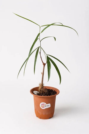 Bottle Tree Junior - Brachychiton Rupestris (Japan) - Potted plant - POTT - BOTT - GRW - 6856 - Tumbleweed Plants - Online Plant Delivery Singapore