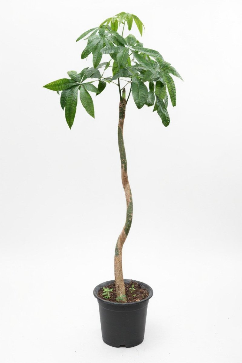 Money Tree Bottle Trunk XL - Potted plant - POTT - MONE - GRWMTL - 7484 - Tumbleweed Plants - Online Plant Delivery Singapore