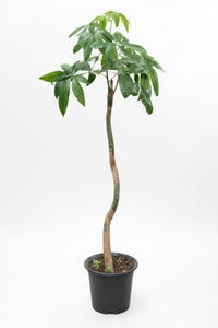 Money Tree Bottle Trunk XL - Potted plant - POTT - MONE - GRWMTL - 7484 - Tumbleweed Plants - Online Plant Delivery Singapore