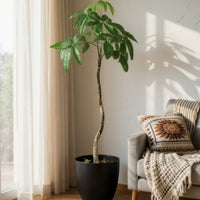 Money Tree Bottle Trunk XL