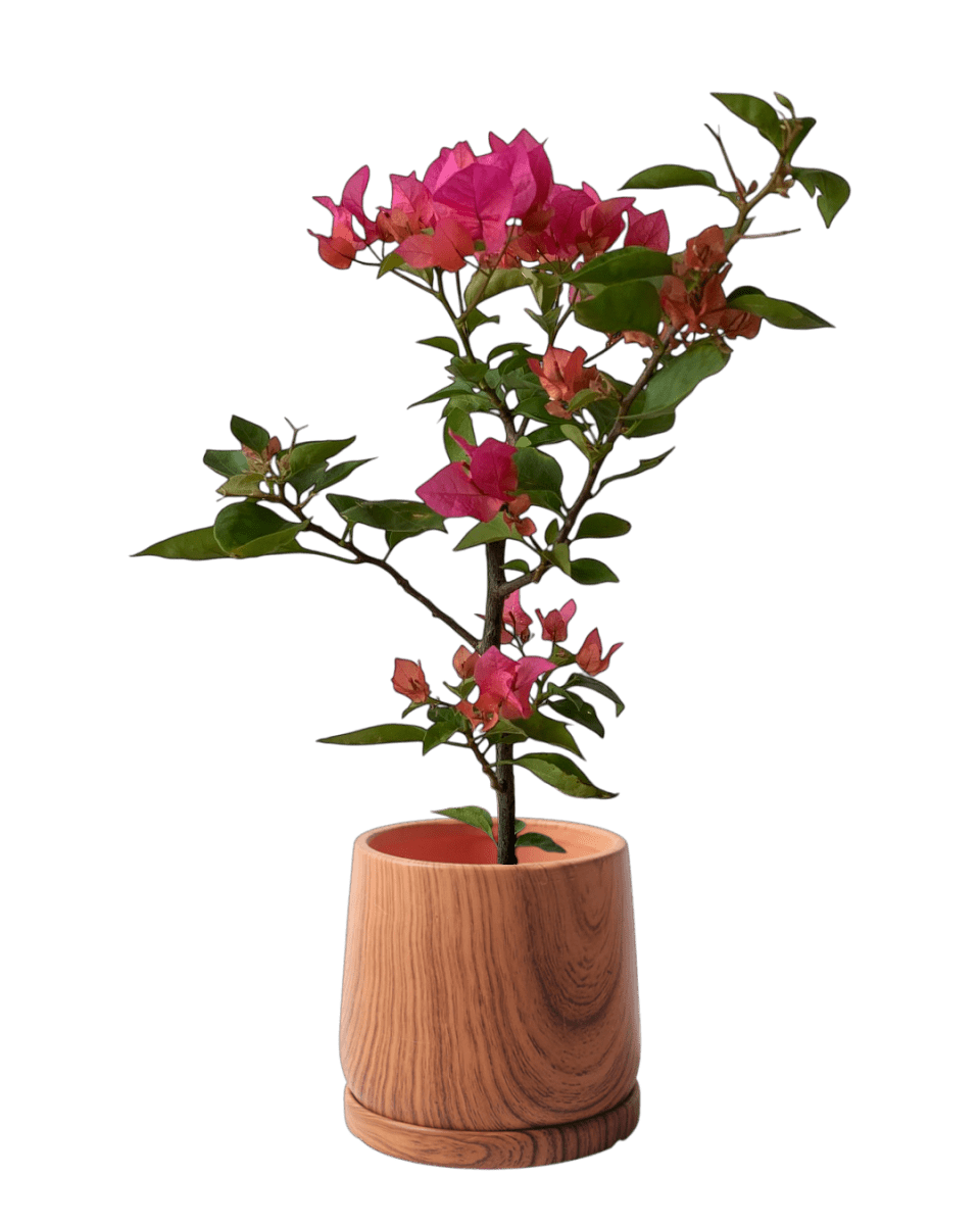 Bougainvillea - Junior - Potted plant - POTT - BOUG - GRW - 7263 - Tumbleweed Plants - Online Plant Delivery Singapore