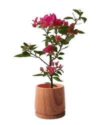 Bougainvillea - Junior - Potted plant - POTT - BOUG - GRW - 7263 - Tumbleweed Plants - Online Plant Delivery Singapore