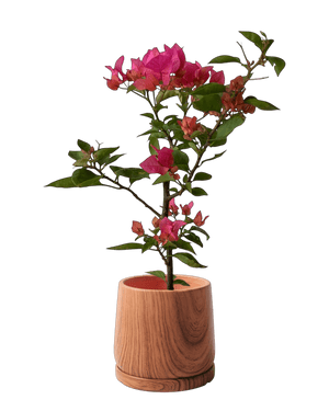 Bougainvillea - Junior - Potted plant - POTT - BOUG - GRW - 7263 - Tumbleweed Plants - Online Plant Delivery Singapore