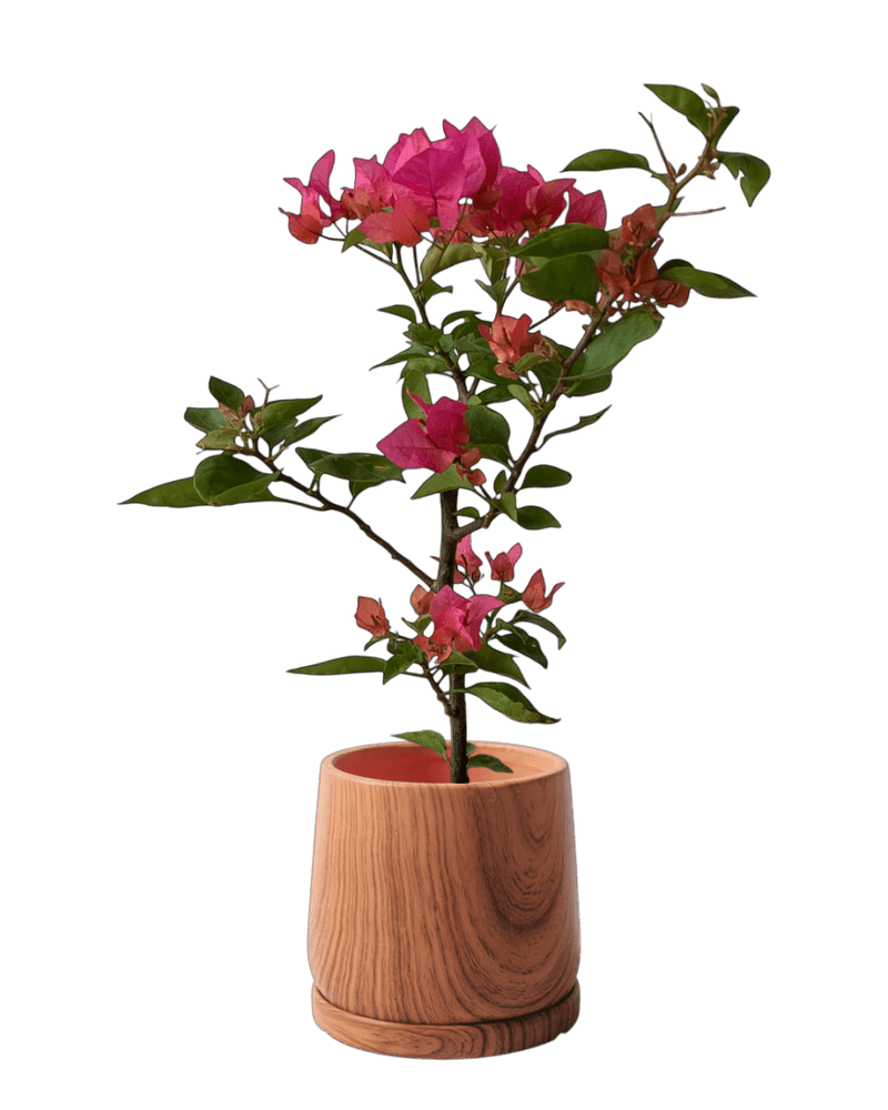 Bougainvillea - Junior - Potted plant - POTT - BOUG - GRW - 7263 - Tumbleweed Plants - Online Plant Delivery Singapore