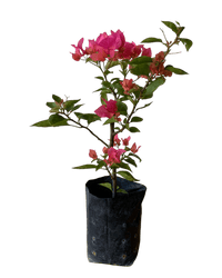 Bougainvillea - Junior - Potted plant - POTT - BOUG - GRW - 7263 - Tumbleweed Plants - Online Plant Delivery Singapore