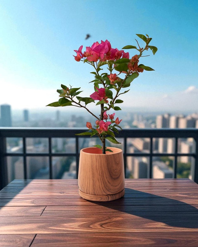 Bougainvillea - Junior - Potted plant - POTT - BOUG - GRW - 7263 - Tumbleweed Plants - Online Plant Delivery Singapore
