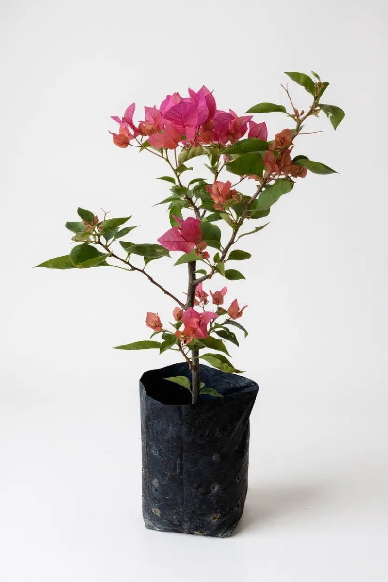 Bougainvillea - Junior - Potted plant - POTT - BOUG - GRW - 7263 - Tumbleweed Plants - Online Plant Delivery Singapore