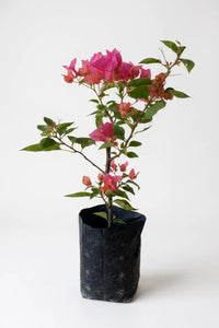 Bougainvillea - Junior - Potted plant - POTT - BOUG - GRW - 7263 - Tumbleweed Plants - Online Plant Delivery Singapore
