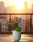 Bougainvillea - Large
