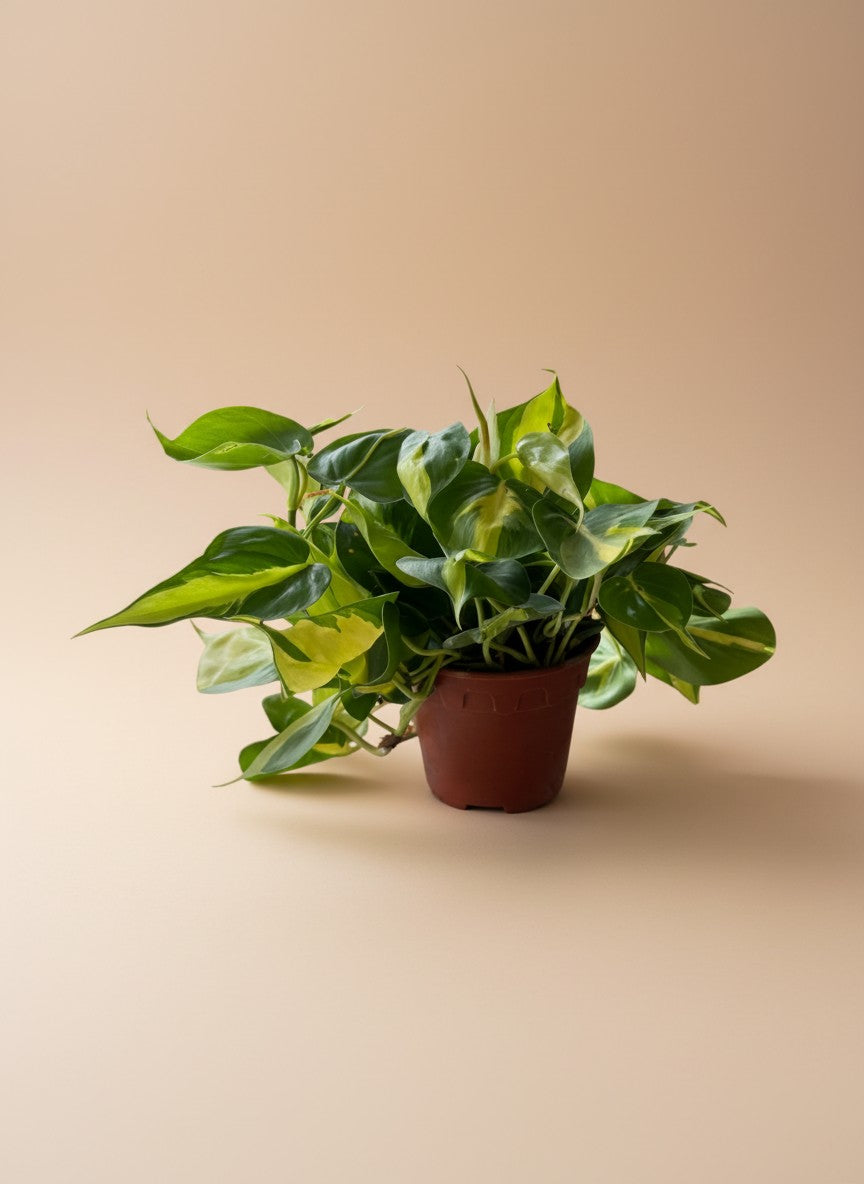 Philodendron Brasil Medium - Potted plant -  - Tumbleweed Plants - Online Plant Delivery Singapore