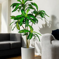 Brazil Iron Tree (Life-life Artificial)