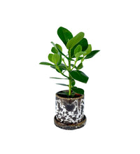 Brown Moon Pot - cylinder - Pots - Tumbleweed Plants - Online Plant Delivery Singapore