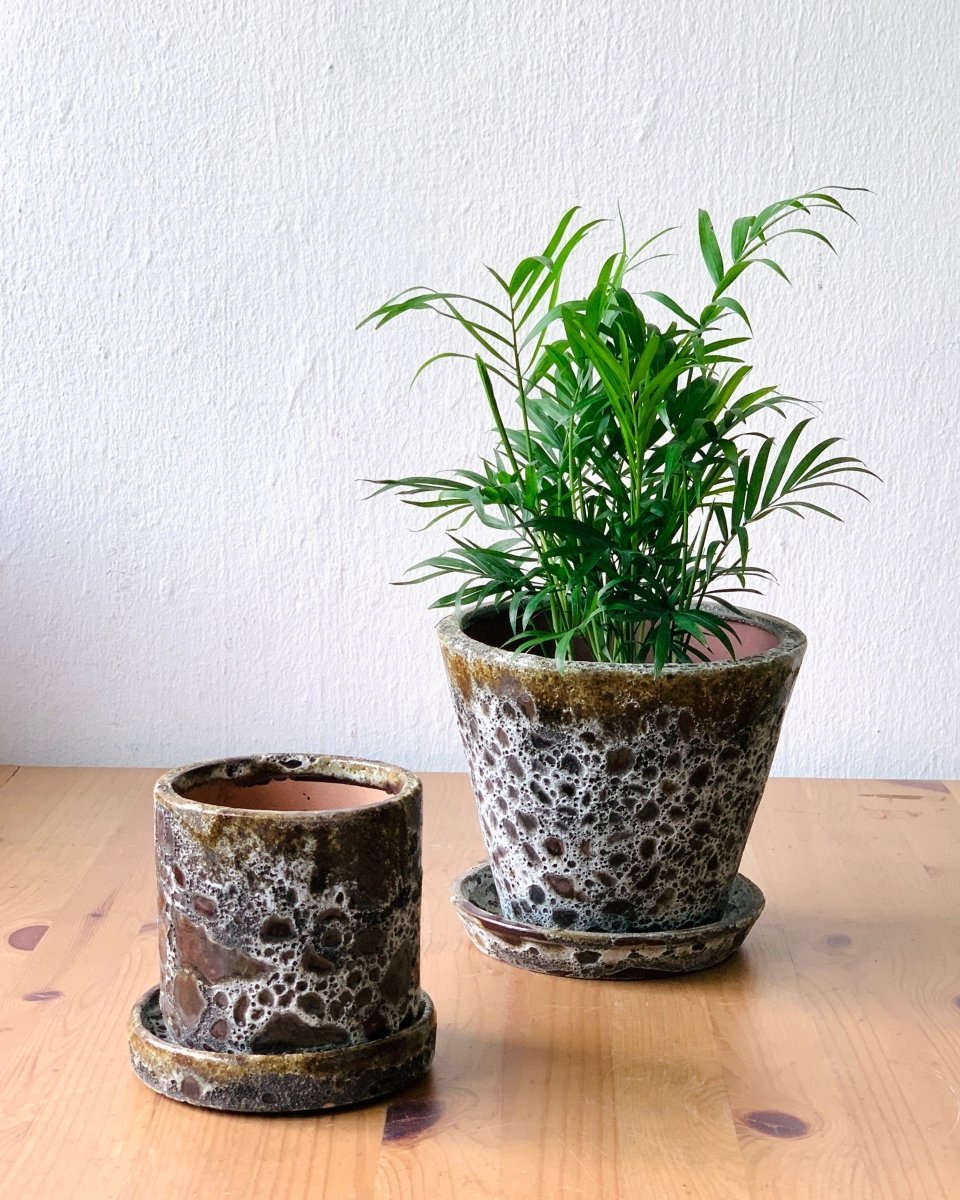 Brown Moon Pot in V-shape - Buy Pots Online - Singapore – Tumbleweed Plants