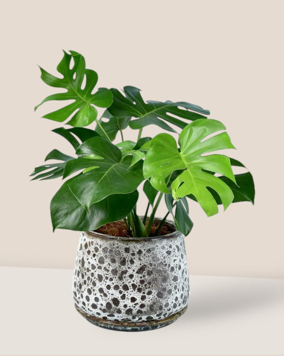 Brown Moon Pot - large (with tray) - Pots - Tumbleweed Plants - Online Plant Delivery Singapore