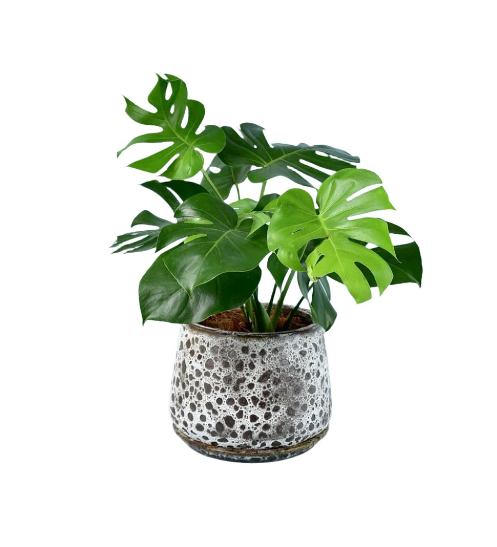 Brown Moon Pot - large (with tray)