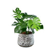 Brown Moon Pot - large (with tray)