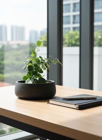 Silver Dollar Vine - Potted plant -  Tumbleweed Plants