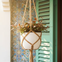 Hoya Sunrise Plant