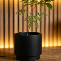 Everfresh Baby Tree - Pithecellobium Confertum (Japan)