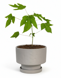 Papaya Plant Junior - Potted plant -  Tumbleweed Plants