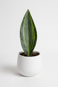Whale Fin Variegated Snake Plant - Large - Potted plant -  Tumbleweed Plants