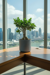 Bird Plum Bonsai - Potted plant -  Tumbleweed Plants