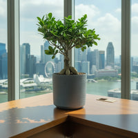 Bird Plum Bonsai