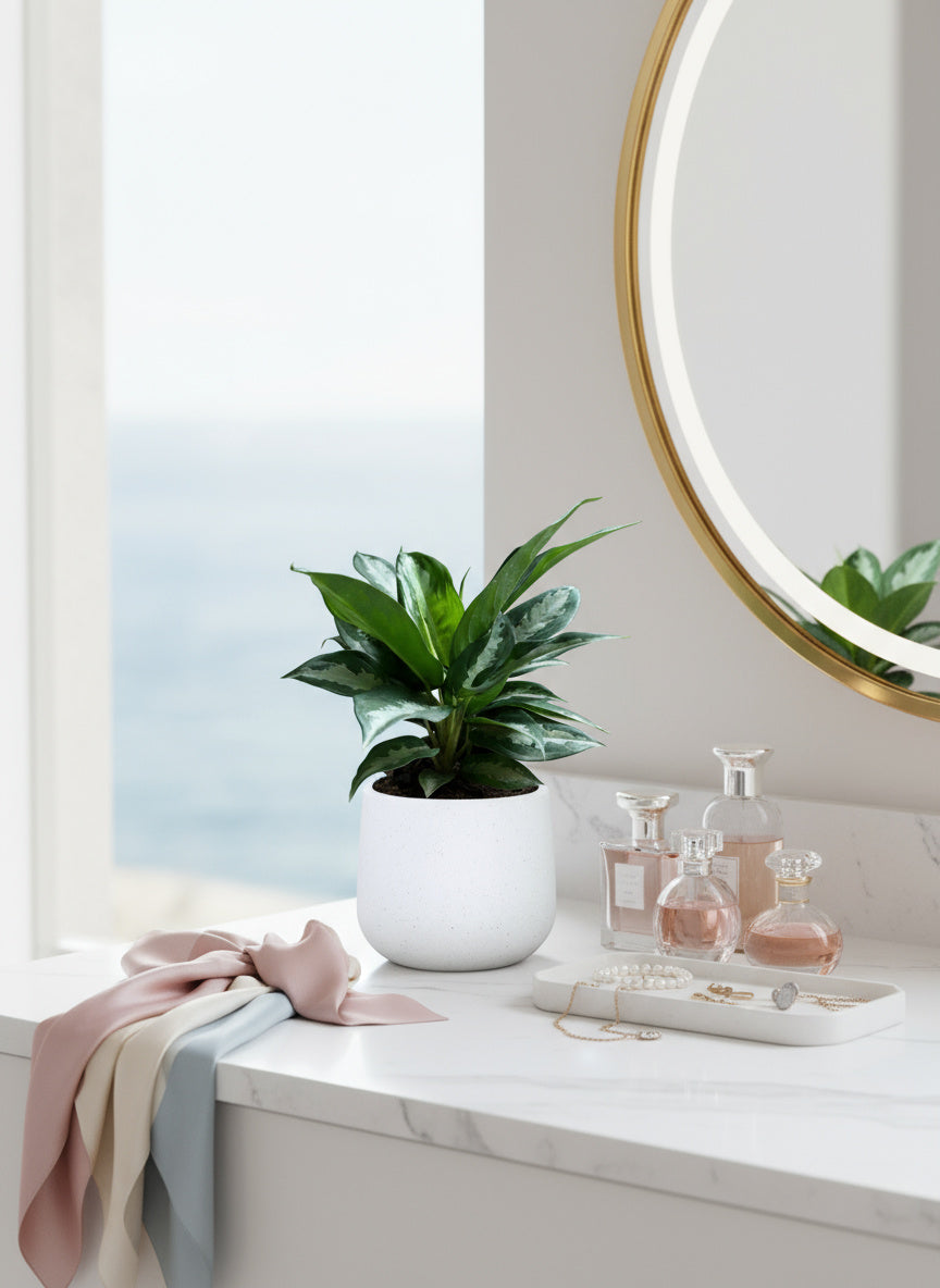 Aglaonema Pattaya Diamond Baby - Potted plant -  Tumbleweed Plants