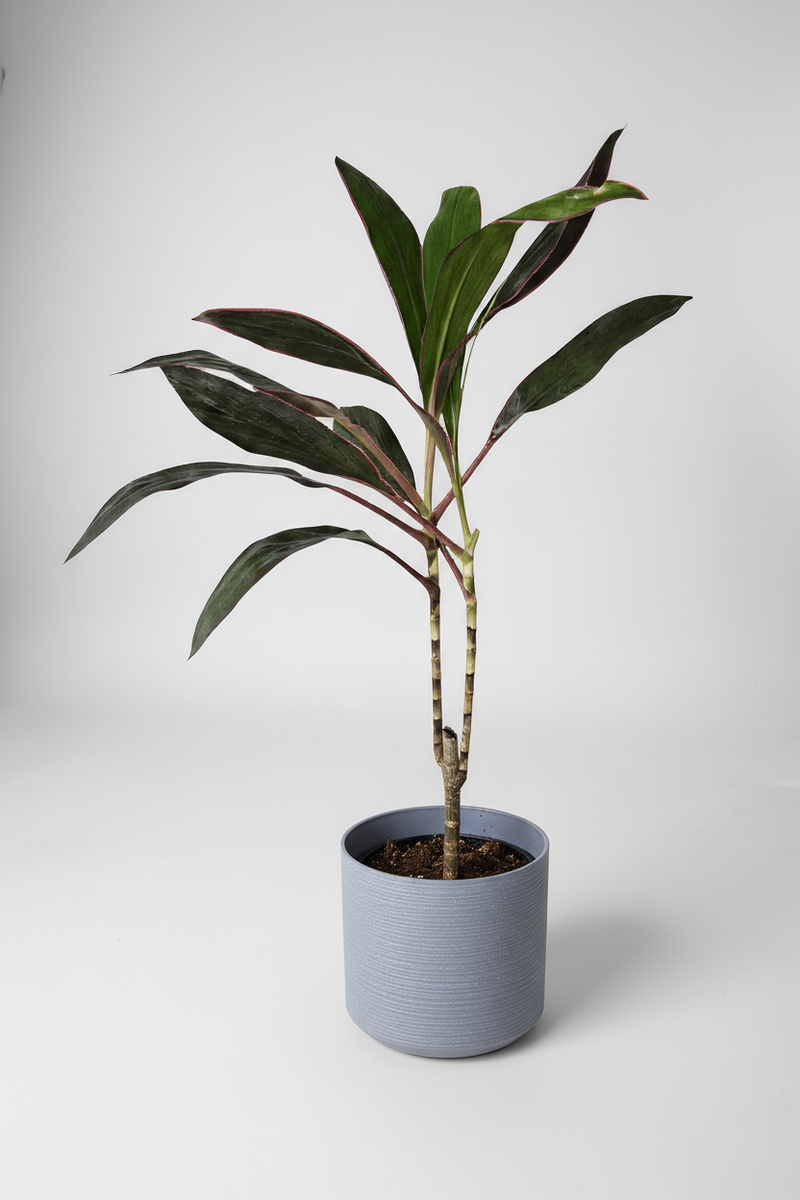 Cordyline Red Sister - Potted plant -  Tumbleweed Plants