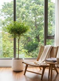 Finger Lime Tree (Australia)