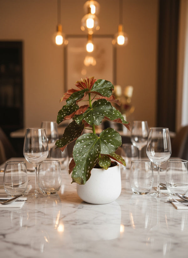 Polka Dot Begonia - Potted plant -  Tumbleweed Plants
