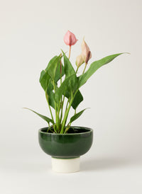Anthurium Lili Pink