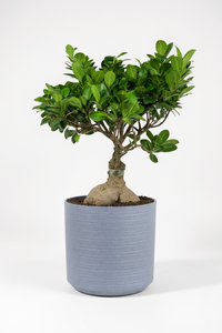 Bird Plum Bonsai - Potted plant -  Tumbleweed Plants