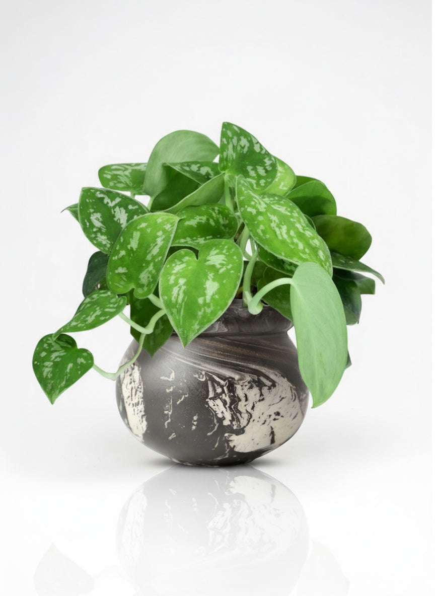Satin Pothos