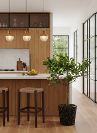 Junior Lemon Tree - Potted plant -  Tumbleweed Plants