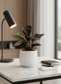 Calathea Roseopicta Purple - Potted plant -  Tumbleweed Plants