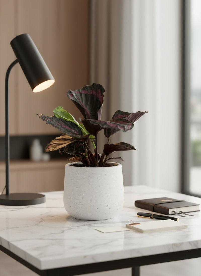 Calathea Roseopicta Purple - Potted plant -  Tumbleweed Plants