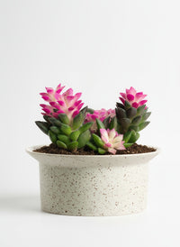 Little Sunrise Succulents