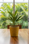 Cordyline Kiwi - Potted plant -  Tumbleweed Plants