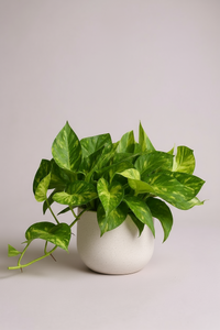 Epipremnum Aureum - Golden Pothos (Variegated) - Potted plant -  Tumbleweed Plants