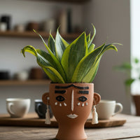 Sansevieria Trifasciata ‘Golden Hahnii’