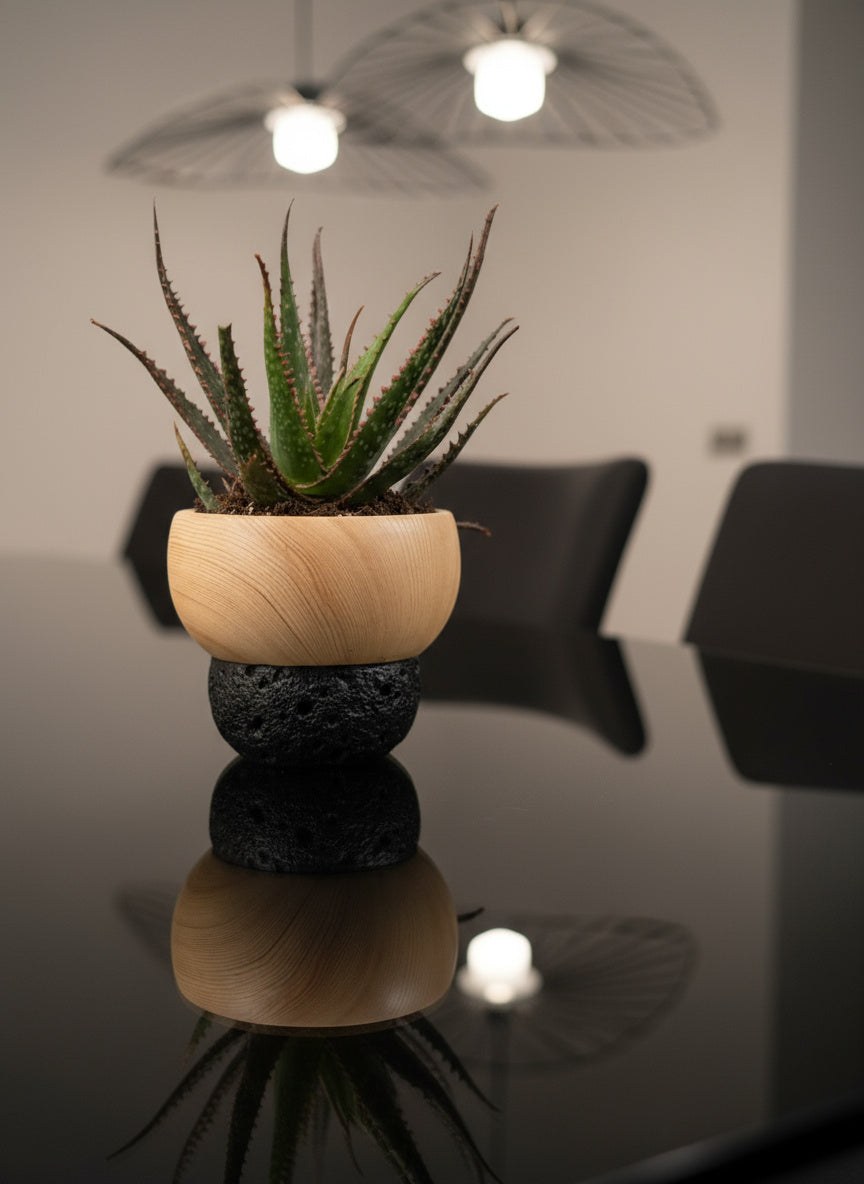 Aloe 'Christmas Carol'