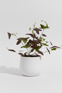 Christia Butterfly Plant Purple (0.2m) - Potted plant -  Tumbleweed Plants