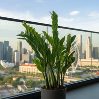 ZZ Plant - XL