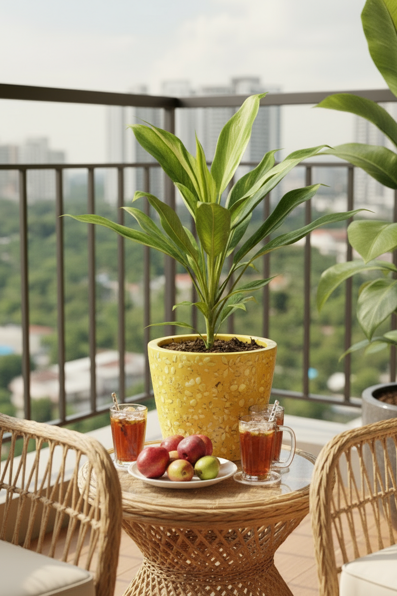 Cordyline Kiwi - Potted plant -  Tumbleweed Plants