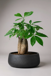 Money Tree Skyrocket - Potted plant -  Tumbleweed Plants