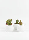 Mini Assorted Cactus (Set of 3)